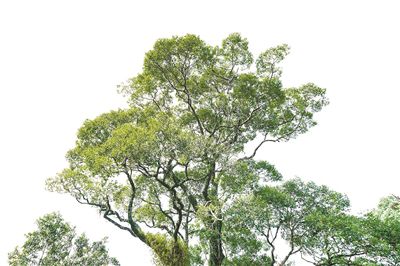 杭州：帮林农种好“摇钱树” 生态产业两不误