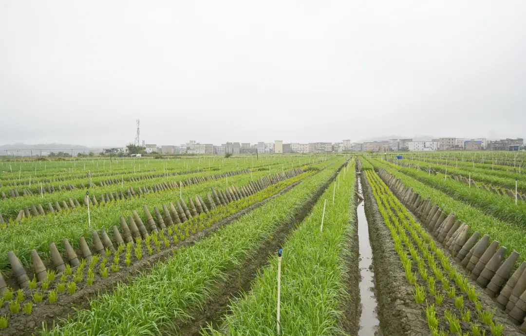 致富经韭菜种植技术视频_种植二亩韭菜致富_致富韭菜种植视频