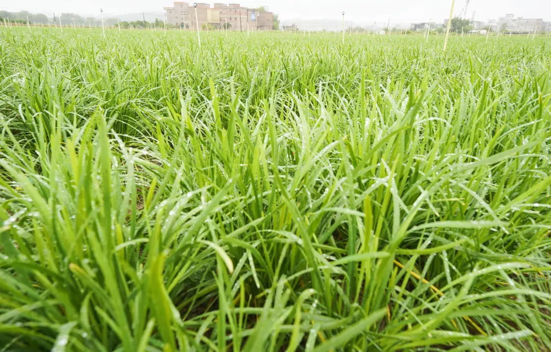 致富韭菜种植视频_种植二亩韭菜致富_致富经韭菜种植技术视频