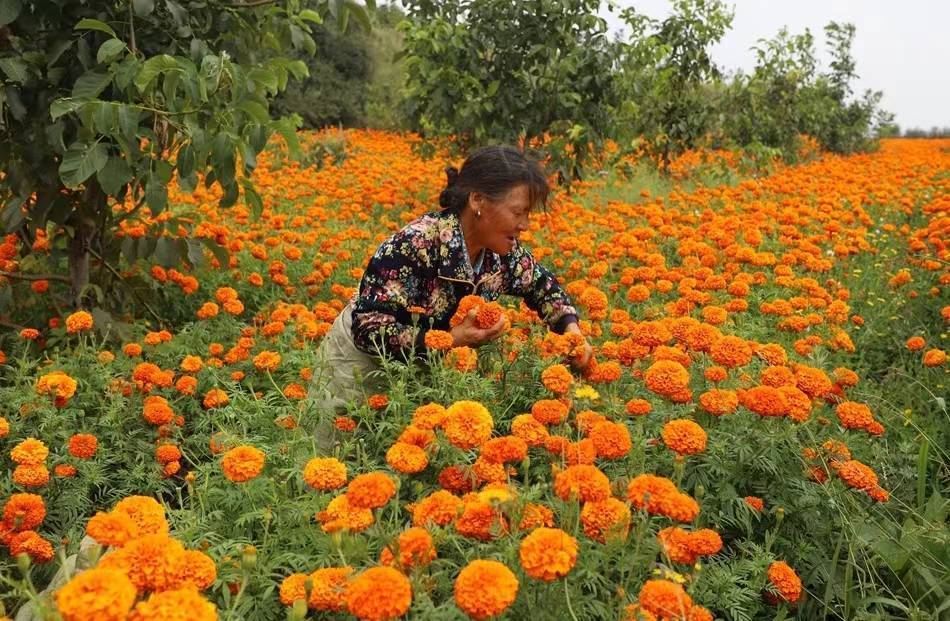 致富种植产业有哪些_种植致富项目_种植致富产业