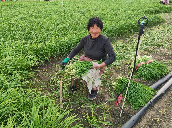 种植二亩韭菜致富_致富韭菜种植技术视频_致富韭菜种植方法