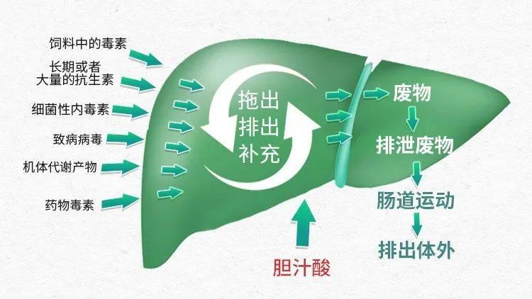 农业节目致富经养殖鸡视频_致富经2019年全集养鸡视频_致富经养肉鸡视频全集