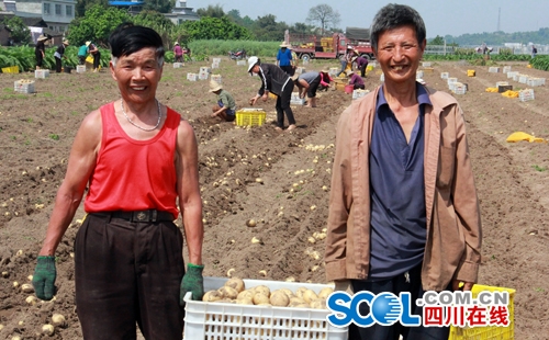 宜宾县“土豆村”的致富经：总产千余吨 3年后种植万亩