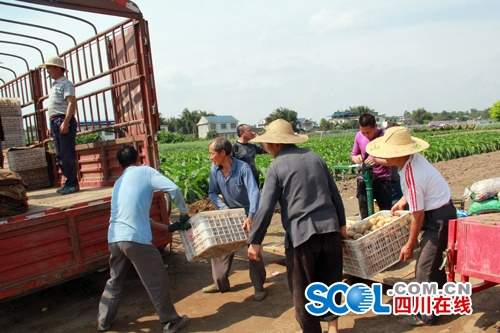 农业种植土豆致富人简介_土豆种植赚钱吗_土豆种植的资料