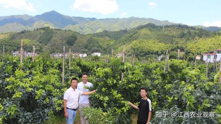 橙子种植需要什么条件_种橙子的致富经_橙子种植技术