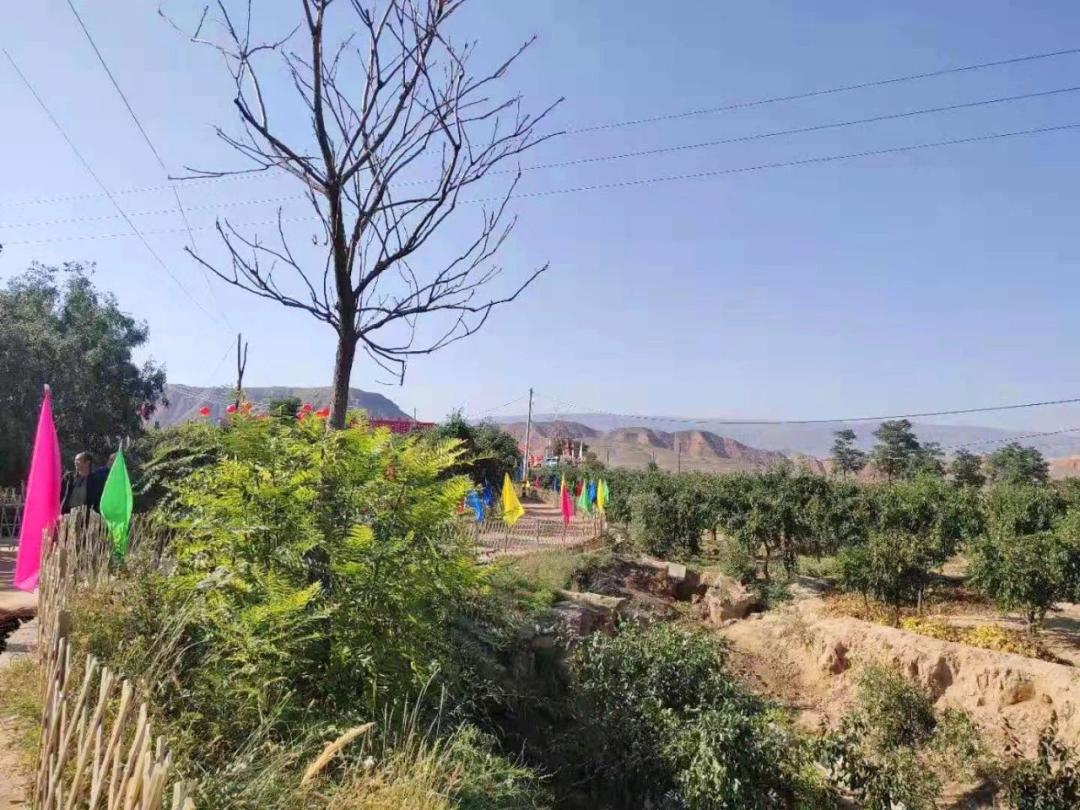 甘肃半夏收购公司_致富经甘肃种植半夏_甘肃半夏种植基地