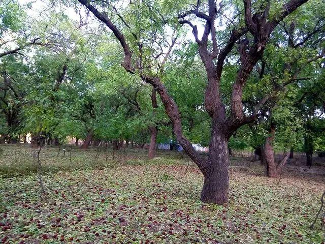 甘肃半夏收购公司_致富经甘肃种植半夏_甘肃半夏种植基地