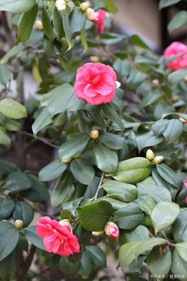 茶花盆景的养殖技术_养殖盆景茶花技术视频_盆景茶花的栽培技术