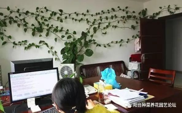 致富绿萝种植_致富种植绿萝图片_种植绿萝赚钱吗