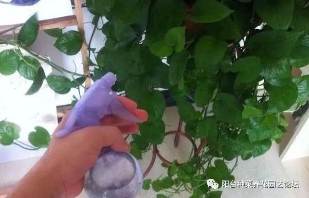 致富绿萝种植_种植绿萝赚钱吗_致富种植绿萝图片