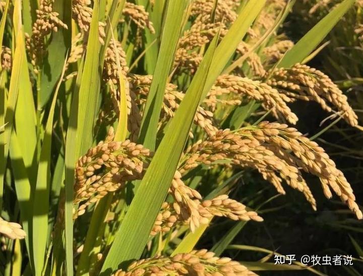 粮食种植致富视频_农业节目致富经种植视频_种粮食辛苦视频