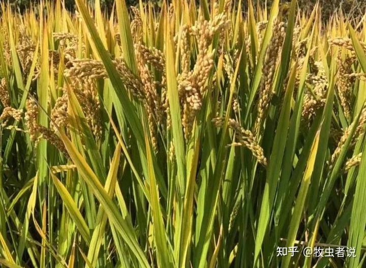 粮食种植致富视频_农业节目致富经种植视频_种粮食辛苦视频