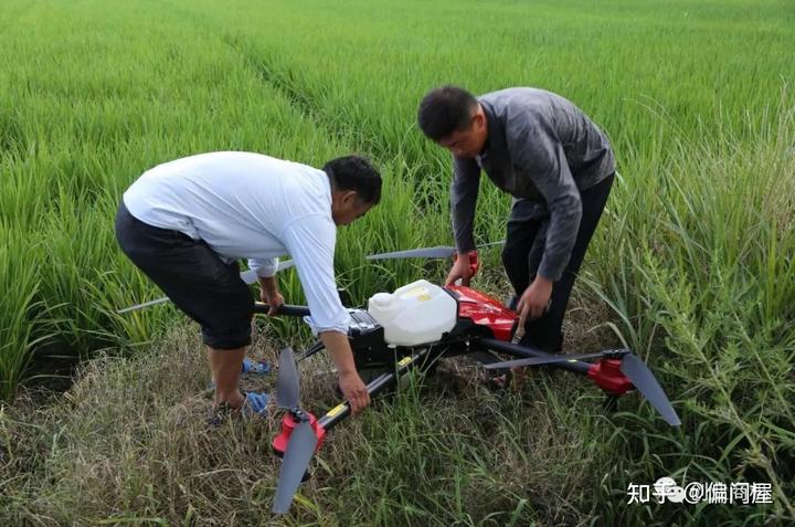 农民致富种植项目_农户种植致富项目_农户致富种植项目有哪些