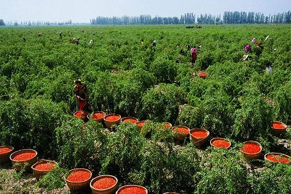 惊人发现！农村隐藏的财富密码，9大赚钱项目让你惊喜连连，一年轻松赚几十万！