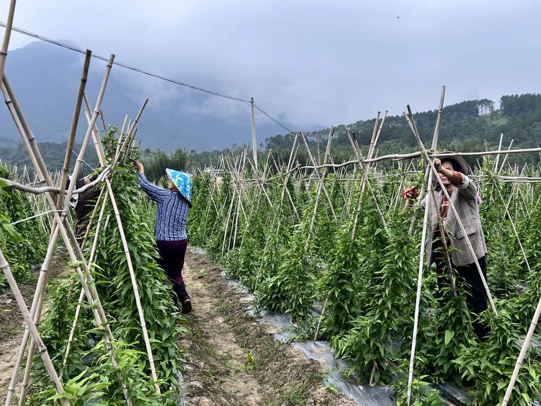 农村种植致富_致富种植农民图片_农民种植和致富