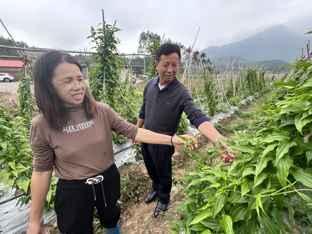 致富种植农民图片_农村种植致富_农民种植和致富