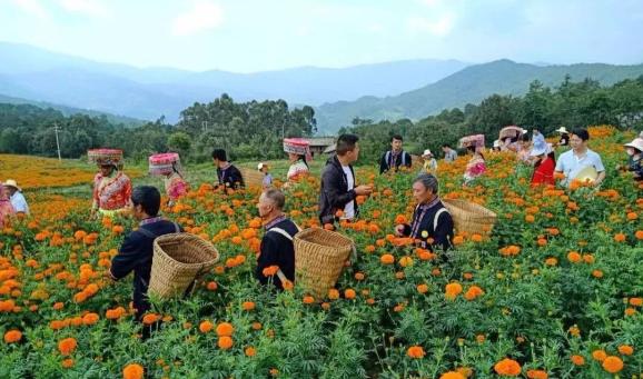 农村致富新项目种植_农村致富项目种植业_农村致富 种植