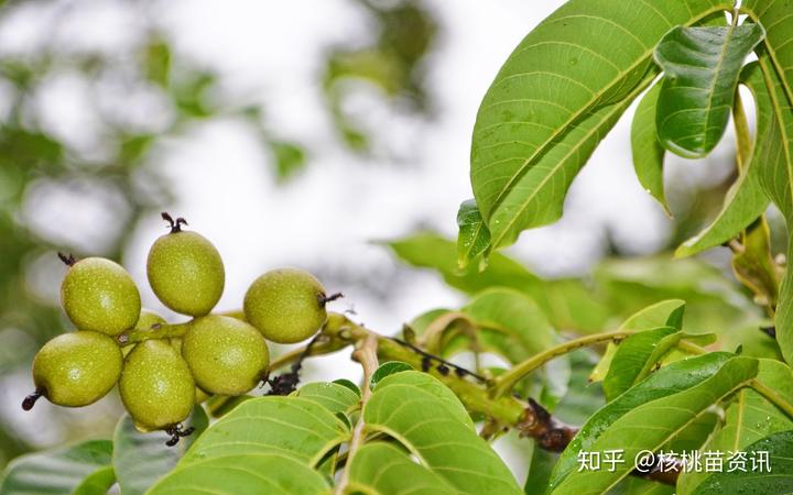 一、核桃树对种植环境的要求