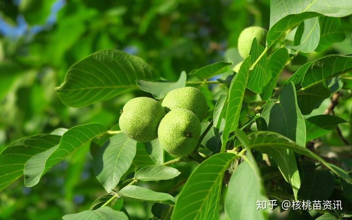 春季茴香的种植技术_茴香春天怎么种_春季种植茴香技术要求