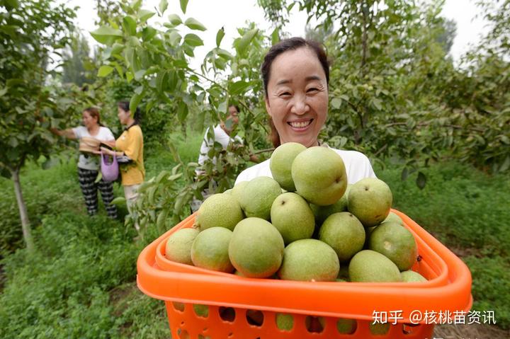 茴香春天怎么种_春季种植茴香技术要求_春季茴香的种植技术