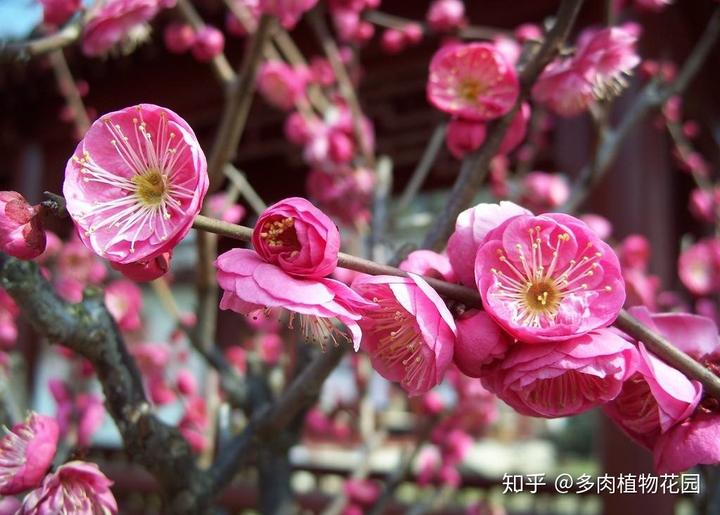 三角梅花养殖技术视频_三角梅花养殖技术和管理_三角梅花养殖技术