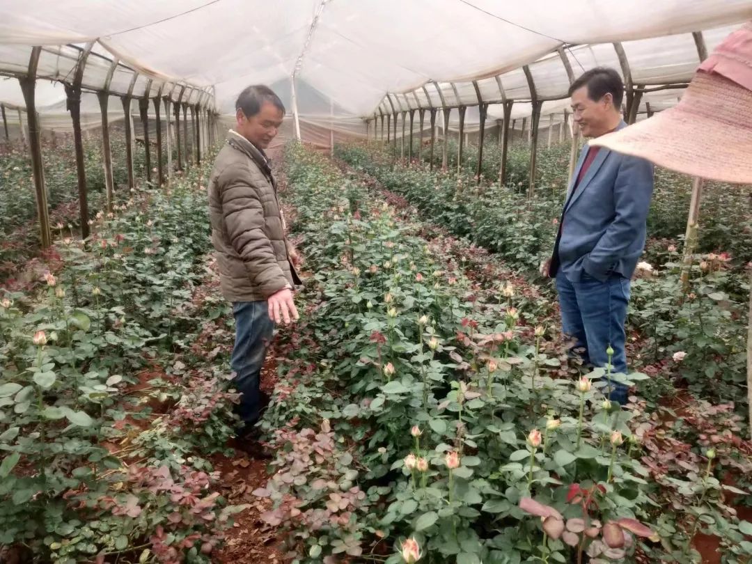 农民种植和致富_农民致富种植项目_农村种植致富