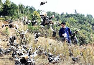 农村致富项目种植_农民致富种植项目_农户种植致富项目