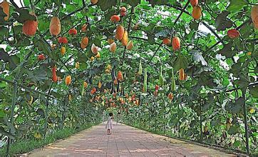 农民致富种植项目_农村致富项目种植_农户种植致富项目