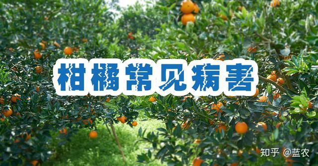 柑橘种植技术贴：全年12个月清园-修剪-施肥-病虫防治技术一本通