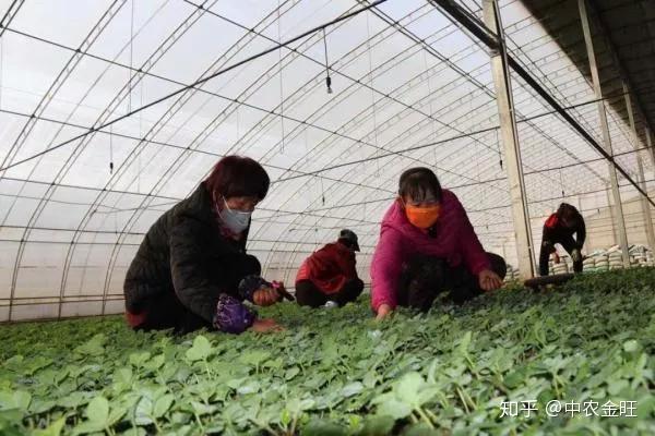 农业节目致富经种植视频_种植粮食的视频_粮食种植致富视频