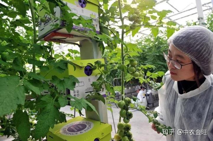 农业节目致富经种植视频_种植粮食的视频_粮食种植致富视频