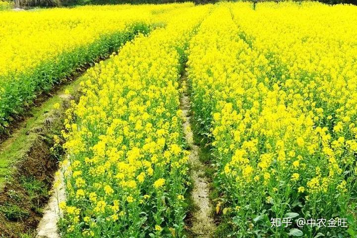 粮食种植致富视频_农业节目致富经种植视频_种植粮食的视频