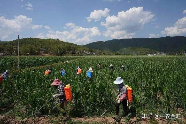 种植粮食的视频_农业节目致富经种植视频_粮食种植致富视频