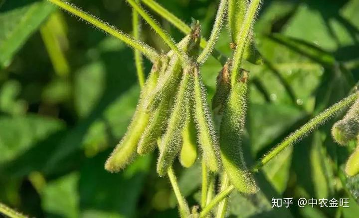 农业节目致富经种植视频_种植粮食的视频_粮食种植致富视频