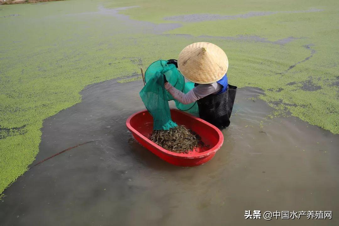 致富养殖江苏项目有哪些_致富养殖好项目_江苏养殖致富项目