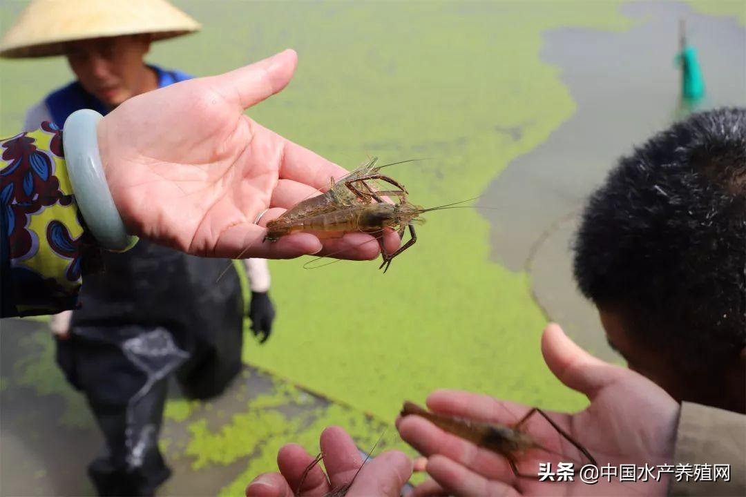 致富养殖江苏项目有哪些_致富养殖好项目_江苏养殖致富项目