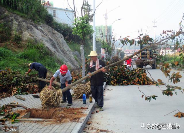 园林施工掌握这几个技术要点，大树移栽成活率大大提高！