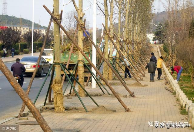 种植梨树前景如何_种植梨树技术新闻稿件_梨树种植新技术