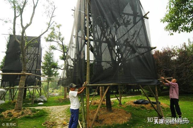 种植梨树技术新闻稿件_梨树种植新技术_种植梨树前景如何