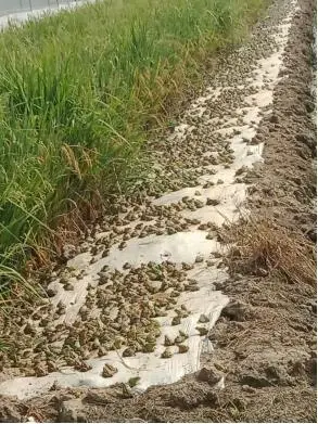 养殖菌类赚钱吗_养殖菌类致富项目_致富养殖菌类项目介绍