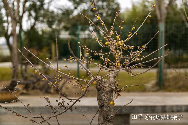 三角梅花养殖技术视频_三角梅花养殖技术_三角梅花的养殖方法视频教程