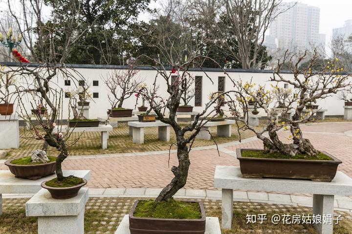 三角梅花养殖技术视频_三角梅花的养殖方法视频教程_三角梅花养殖技术