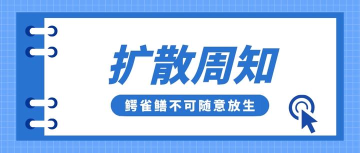 鳄雀鳝不可随意放生！宠物鱼饲养也要注意习性！