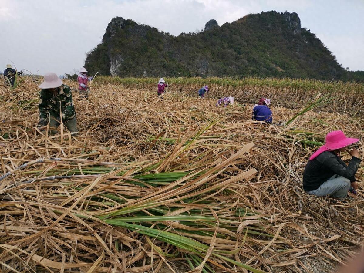 弟媳在崇左种甘蔗，辛苦一年只挣了这么点，农民不容易！