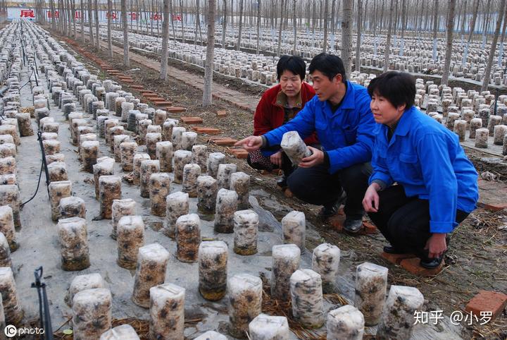 农户种植致富项目_农户致富种植项目简介_农民致富种植项目