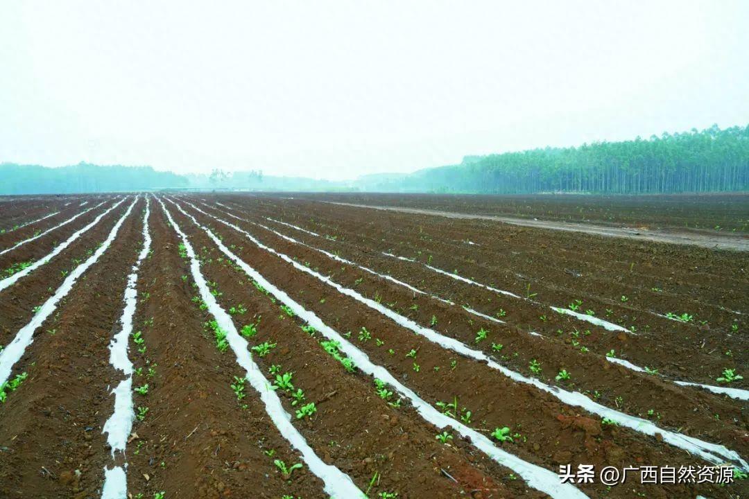 韶州小农拍摄甘蔗种植视频_致富经农村种甘蔗视频_种植甘蔗的视频