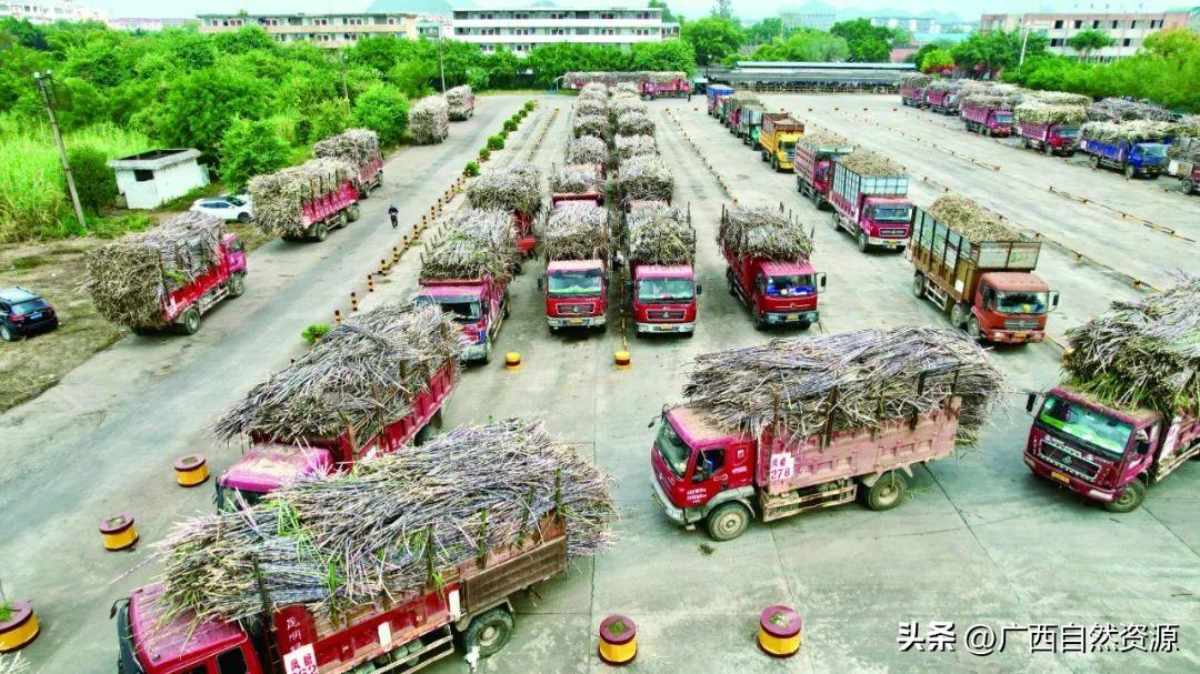 致富经农村种甘蔗视频_种植甘蔗的视频_韶州小农拍摄甘蔗种植视频