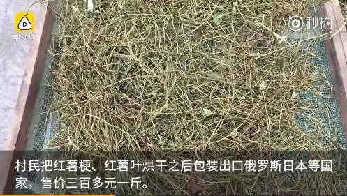 视频致富经_致富小视频_致富经豆丹视频