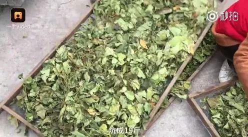 视频致富经_致富经豆丹视频_致富小视频