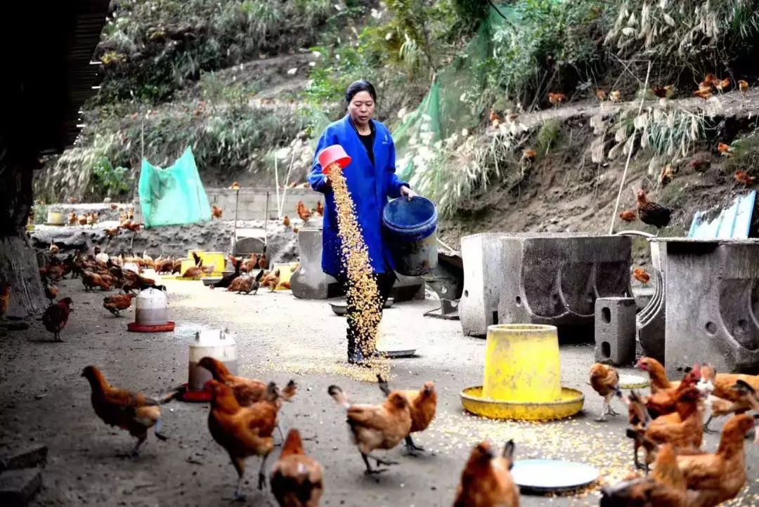 致富养殖好项目大全_致富养殖辛苦不苦_养殖致富很辛苦
